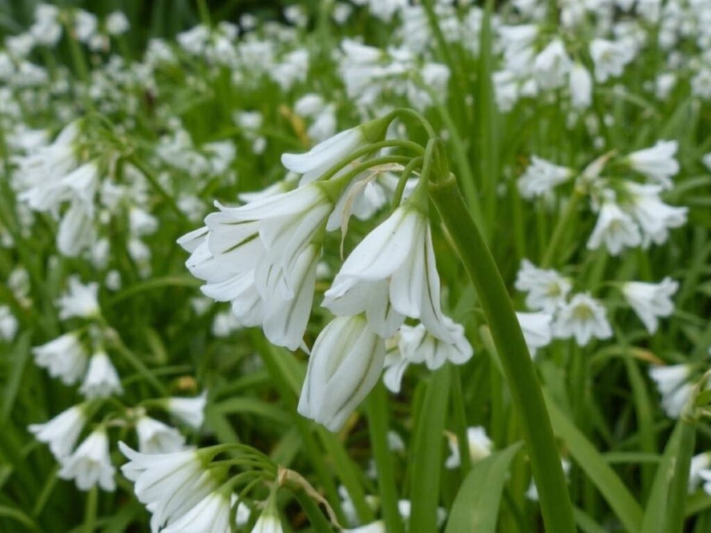Clusters of drooping white bell shaped flowers hang from tall green stems in a dense garden patch. The spreading growth shows how some ornamental species can become invasive plants.