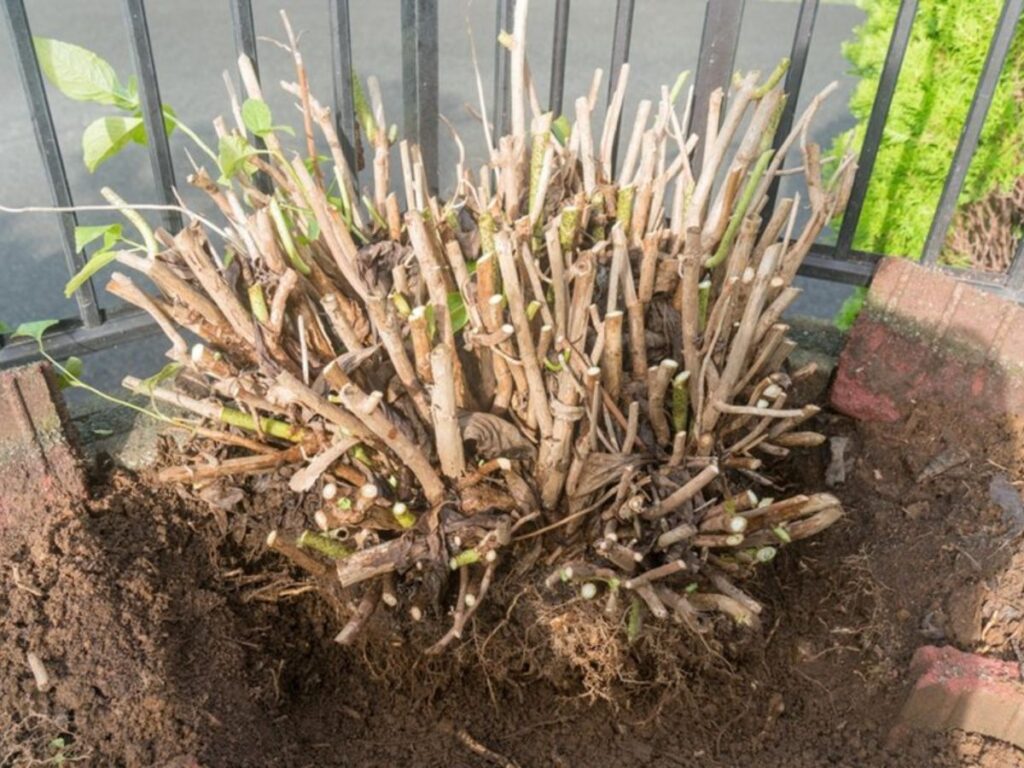 A large hydrangea shrub with heavily pruned woody stems and exposed roots sits in a freshly dug hole beside a black metal fence. Small green shoots are emerging from the cut branches as the plant is prepared for transplanting.